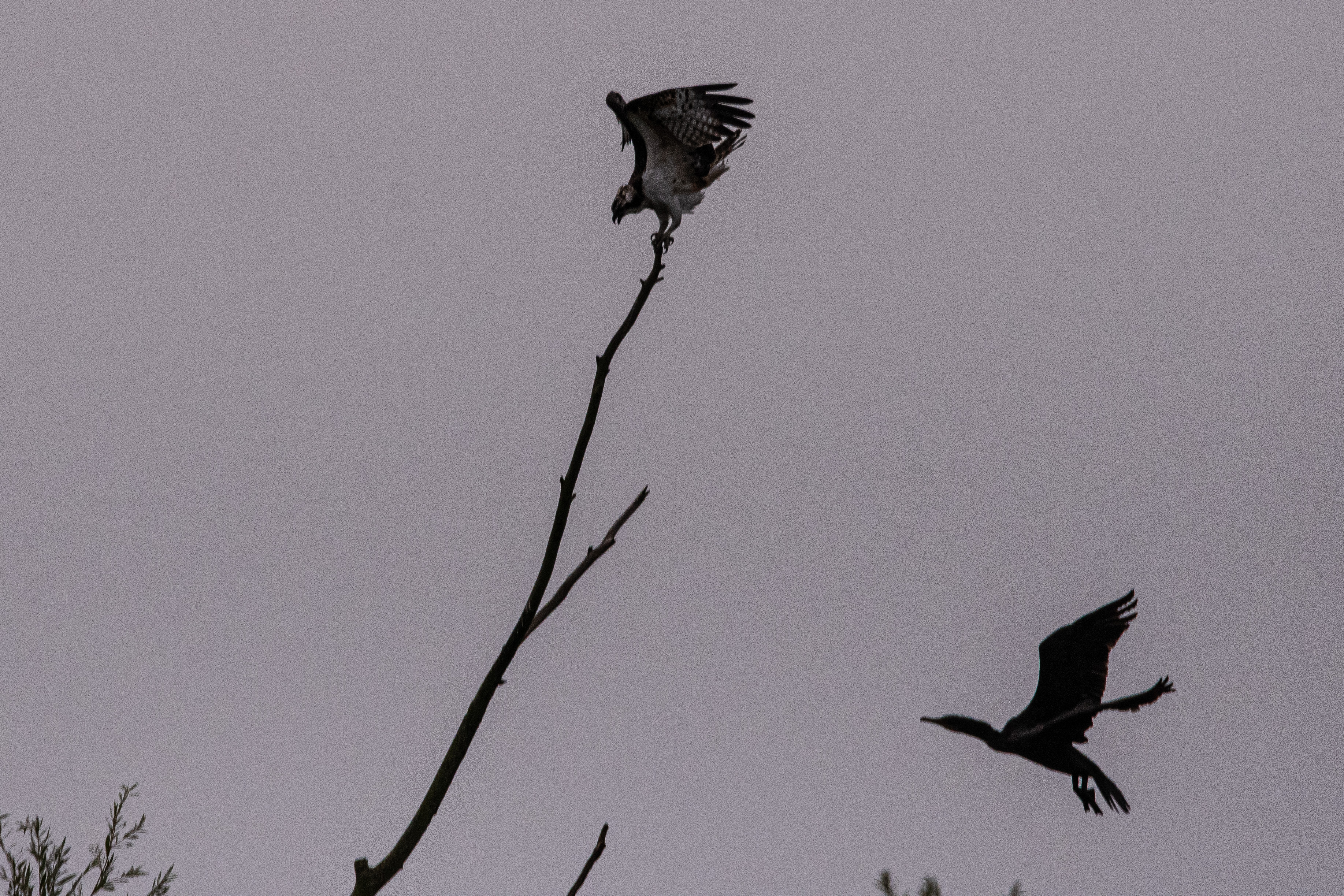 Grand Cormoran (Great cormorant, Phalacocrorax carbo)) jaillissant de son dortoir pour empêcher un Balbuzard pêcheur(Osprey, Pandion haliaetus) de s'y poser.